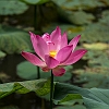 _MG_5032 Lotus flower